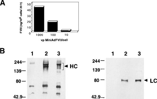 Fig. 2. Characterization of hFVIII produced in MiniAdFVIII-infected cells. / (A) Production of functional hFVIII secreted into the supernatant of infected 293 cells. (B) Conditioned medium from HepG2 infected cells was used for hFVIII immunoprecipitation with a specific antibody to the heavy chain. Immunodetection was performed on nitrocellulose membranes with specific antibodies to the heavy (left) or light chains (right). (lane 1) Conditioned medium from uninfected cells. (lane 2) Conditioned medium from infected cells. (lane 3) Recombinant FVIII spiked in conditioned medium from uninfected cells. (arrows) FVIII-specific signals. HC, heavy chain; LC, light chain.