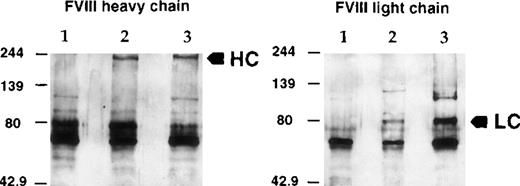 Fig. 5. Characterization of hFVIII secreted in mouse plasma. / Mouse plasma from a treated C57BL/6 mouse was used for immunoprecipitation of hFVIII and Western blot analysis as in Figure 2. (left) FVIII heavy chain. (right) FVIII light chain. (lane 1) Normal mouse plasma. (lane 2) Mouse plasma from a treated C57BL/6 mouse. (lane 3) Recombinant FVIII spiked in normal mouse plasma. (arrows) FVIII-specific signals. HC, heavy chain; LC, light chain.