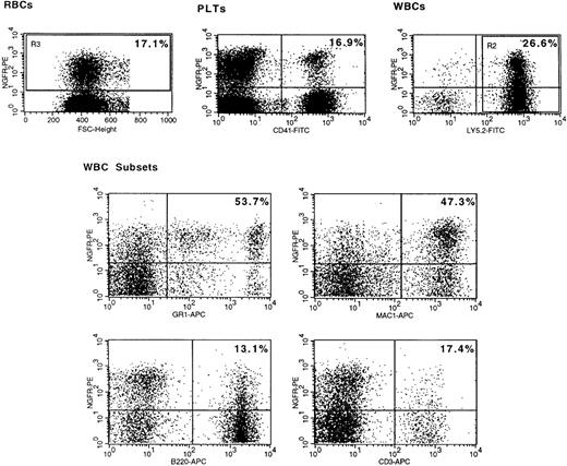 Fig. 1. Flow cytometric analysis of NGFR transgene expression in peripheral blood cells on day 249 after transplantation. / Peripheral blood cells were prepared as described in the “Materials and Methods” from a representative mouse (217). (top left) Region 3 (R3) denotes the NGFR+ fraction of red blood cells (RBCs). (top right) R2 is the Ly-5.2+ donor type fraction of live gated white blood cells (WBCs). WBC subsets are donor-type myeloid (Gr-1+ or Mac-1+), B (B220+), and T (CD3e+) cells gated on live cells and R2. PLTs, platelets. The percentage of NGFR+ cells in each is shown in Table1.