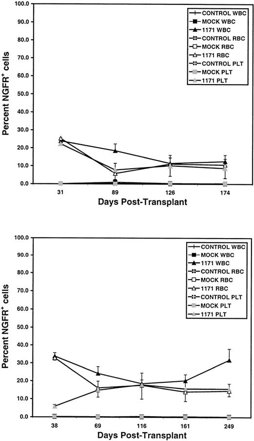 Fig. 2. Sustained multilineage transgene expression from an MMLV-based vector in peripheral blood for more than 8 months after transplantation of transduced bone marrow cells. / Data represented the mean percentage ± SEM of NGFR+cells in peripheral blood of mice at various time-points after transplantation of bone marrow cells transduced with the 1171 vector. Results are shown from 2 independent transductions, experiment 1 (top) and experiment 2 (bottom). NGFR expression was analyzed as in Figure 1with WBCs gated on live donor-type cells. Controls are nonirradiated, age-matched mice from the donor and recipient strains, mocks are mice transplanted with nontransduced cells otherwise prepared as for 1171 transduced cells. Eight mice were analyzed in experiment 1; 7 mice were analyzed in experiment 2 until day 161, and 3 were analyzed on day 249. Note that overall NGFR expression in RBCs, platelets, and donor WBCs declined with time then stabilized after the second month. In experiment 1, the percentage of NGFR+ cells was greater at day 31 than at any subsequent time-point (P < .03, except for donor WBCs at day 31 versus day 89). Similar results were obtained in experiment 2 (P < .05), except that fewer NGFR+ platelets were detected at day 38 than at later time-points. After the second month after transplantation, no other significant declines (P < .05) in the percentage of NGFR+ WBCs, RBCs, or platelets were observed between any of the time-points in either experiment. All other abbreviations are as in Figure 1.