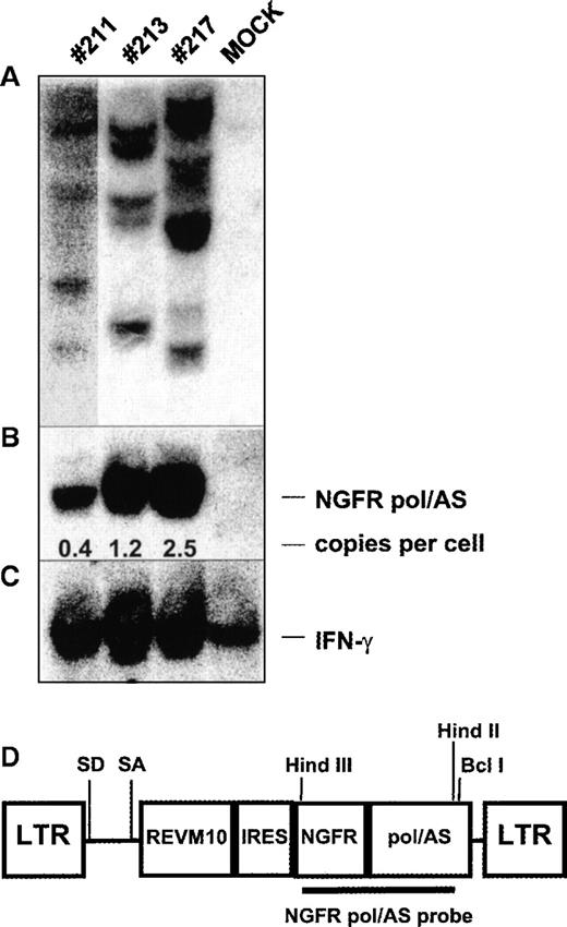 Fig. 4. Southern blot analysis of integration pattern and proviral copy number in splenocytes of mice with long-term multilineage transgene expression. / DNA was isolated from splenocytes of mice whose transgene expression is shown in Table 3 and was digested with Hind III (A, lanes 1-4) or Hind III and Bcl I (B,C, lanes 1-4). (A,B) Southern blot was probed with a 1.9-kb Hind III/Hind II vector fragment encoding the NGFR and pol/AS cDNA. (C) The same blot was reprobed with a genomic DNA fragment from the interferon-γ gene. The blot was exposed to autoradiographic film for 4 days in all mice except mouse 211, which was exposed for 8 days. (D) Schematic diagram of the retroviral vector and NGFR pol/AS DNA probe used in A and B.