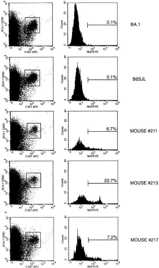 Fig. 5. FACs analysis of transgene expression in bone marrow c-kit+Sca-1+ stem/progenitor cells 8 months after transplantation. / Bone marrow from 4 long bones of each mouse was recovered, Sca-1 selected, and analyzed by flow cytometry as described in “Materials and Methods.” (left) c-kit versus Sca-1 staining of live-gated cells. (boxes) Regions used to define c-kit+Sca-1+ cells. (right) Histograms of NGFR expression on live-gated c-kit+Sca-1+ cells. (markers) Proportion of NGFR+ cells. Two age-matched control mice (BA.1 and B6SJL) and 3 mice transplanted with bone marrow cells transduced with the 1171 vector are shown.