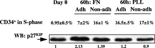 Fig. 3. Coculture with FN. / Coculture with FN prevents entry into S phase and is associated with elevated p27KIP1 levels. G-CSF–mobilized PB CD34+ cells were analyzed fresh or after coculture with FN or PLL for 60 hours in the presence of serum-free medium supplemented with low concentrations of cytokines. Adherent and nonadherent cells were collected separately and labeled with propidium iodide (FACS analysis cell cycle status, n = 3) or subjected to Western blot (representative example of 2 experiments; levels of p27KIP1) as described in “Materials and methods.” Quantitative differences in protein levels were evaluated by scanning images with the use of a GS-700 Imaging Densitometer, and the images were quantitated using Molecular Analyst software. Values under Western blot represent relative density of each band compared with day 0 levels of p27KIP1.