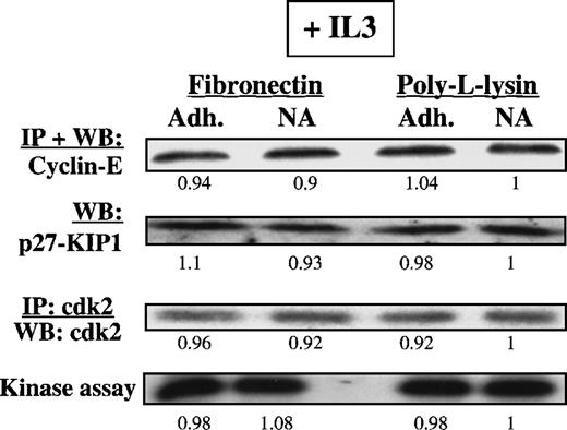 Fig. 7. Presence of IL3 or SCF during the adhesion assay. / Presence of IL3 or SCF during the adhesion assay prevents up-regulation of p27KIP1 and inhibition of cdk2-kinase. Mobilized blood CD34+ cells cultured for 48 hours in serum-free medium with low-dose cytokines were incubated with 8A2 and plated, with or without 10 ng/mL IL3, in PLL- or FN-coated dishes for 12 to 16 hours. Adherent and nonadherent cells were collected separately, and cells were lysed. Methods used to demonstrate presence and activity of p27KIP1, cyclin-E, and cdk2-kinase activity are as described in legend to Figure 5. Differences in protein levels were evaluated by scanning images with a GS-700 Imaging Densitometer and quantitated with the use of Molecular Analyst software. A representative example of 2 individual experiments is shown. Relative protein levels/kinase activity values are shown below all lanes (PLL-nonadherent is arbitrarily 1).