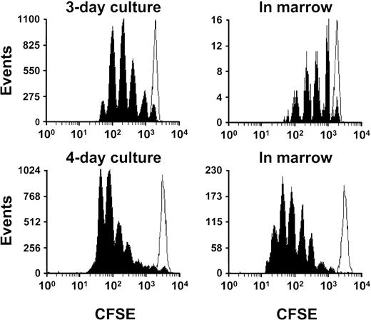 Fig. 4. Comparison of the fluorescence profiles of lin− CFSE+ BM cells after maintenance in culture or in vivo (in the marrow) for 3 and 4 days. / Lin− BM cells were labeled overnight, and then CFSE+ cells were analyzed after being maintained in vitro or for another 2 or 3 days with FL, SF, and IL-11 (left panels) or for 2 or 3 days in vivo (after 1 day in culture) prior to being recovered from the BM of mice injected with cells taken immediately after they were labeled (right panel). The open peak indicates the fluorescence profile of cells maintained in vitro with colcemid to block cell division and analyzed at the same time. In the top right graph, the recipient was injected with 1.8 × 105lin− CFSE+ cells, and in the bottom right graph the recipient was injected with 1.5 × 106 lin−CFSE+ cells. The 2 right-hand graphs show the results obtained from 1 of 2 mice sacrificed at each time point. The results show the same slight shift to the left in the profiles obtained for the transplanted cells as seen in Figure 3.