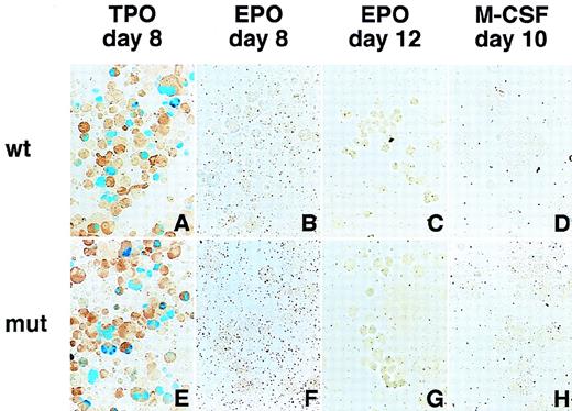 Fig. 3. Megakaryocyte-specific expression of the GPIIb promoter containing mutations in the putative negative regulatory element. / Hematopoietic cells were generated from ES cells by the addition of TPO (A, E), EPO (B, F for primitive embryonic erythrocytes and C, G for definitive adult erythrocytes), and M-CSF (D, H) for megakaryocytes, erythroid cells, and macrophages, respectively. The wild-type and mutant GPIIb promoter constructs were transfected and analyzed as described in Figure 2. The data from the wild-type (−598/+33) promoter (A-D) and the mutated promoter in which the nucleotides between −148 and −89 (E-H) were deleted are shown. Promoters lacking −118 to −89 and −148 to −59 show similar results.