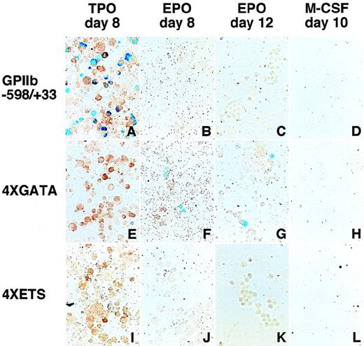 Fig. 6. LacZ expression in erythroid and megakaryocytic lineages driven by the 4 × GATA promoter. / Hematopoietic cells were generated from ES cells by the addition of TPO (A, E, I), EPO (B, F, J for primitive embryonic erythrocytes and C, G, K for definitive adult erythrocytes), and M-CSF (D, H, L) for megakaryocytes, erythroid cells, and macrophages, respectively. The wild-type (−598/+33) (A-D), the 4 × GATA (E-H), and the 4 × ETS promoters (I-L) were transfected into ES cells; differentiation induction was carried out; and the cells were stained with X-gal. Double staining with AChE was performed to confirmLacZ expression in megakaryocytes (A, E, I). The 4 × GATA promoter was active in megakaryocytes (E), primitive embryonic erythrocytes (F), and definitive adult erythrocytes (G), but was inactive in macrophages (H).