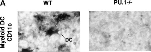 Fig. 1. Myeloid dendritic cell culture. / Low-density cells (ρ = 1.077 g/cm3) were isolated from WT and PU.1−/−E16.5 embryos. The cells were cultured (2 × 105 cells/well) in media containing GM-CSF and IL-4 for 3 days. Cells were then fixed and stained for the DC markers CD11c or DEC-205. (A) Photomicrograph of CD11c stained DC from WT or PU.1−/−embryos. (B) Stained cells were counted, and the results were tabulated as DC per 105low-density cells plated in the original culture. Results are given in mean ± SEM (standard error of the mean) per number of embryos tested (n).