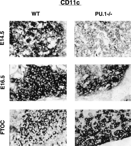Fig. 2. Thymic lobes stained for CD11c expression. / WT or PU.1−/−embryos or cultured thymic lobes were fixed, and cryosections were prepared. Individual sections were stained with αCD11c antibodies followed by an APC secondary antibody. A substrate kit (Vector Black, Vector) was used for visualization. All staining was done in concert to allow relative staining intensities to be compared. No counterstain was used. E14.5 and E16.5 indicate the gestational age of the embryo. FTOC indicates E16.5 thymic lobes that have been placed in organ culture for an additional 10 days prior to sectioning.