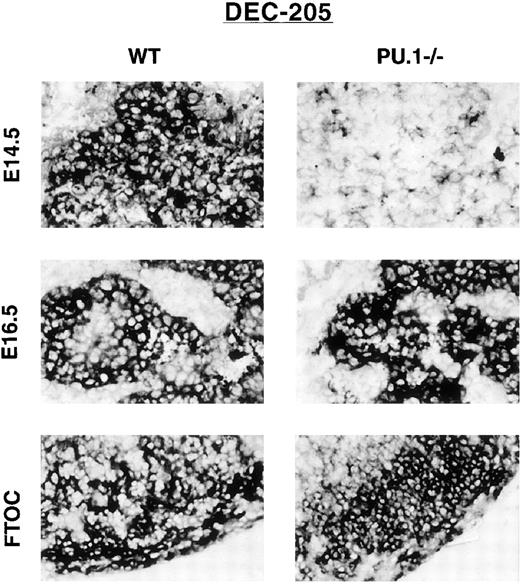 Fig. 3. Thymic lobes stained for DEC-205 expression. / WT or PU.1−/−embryos or cultured thymic lobes were fixed, and cryosections were prepared. Individual sections were stained with αDEC-205 antibodies (Figure 2). E14.5 and E16.5 indicate the gestational age of the embryo. FTOC indicates E16.5 thymic lobes that have been placed in organ culture for an additional 10 days prior to sectioning.