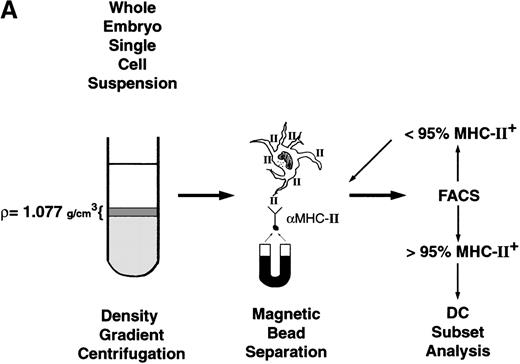 Fig. 5. Dendritic cell isolation and flow cytometry analysis for myeloid and lymphoid DC. / (A) Isolation scheme for low-density MHC-II+ cells. Low-density cells are isolated by density gradient centrifugation followed by magnetic bead enrichment for MHC-II+ cells. Cells are subjected to successive rounds of positive selection until more than 95% are MHC II+ cells, as determined by flow cytometry. (B) Low-density MHC-II+ cells (panel 1) are then stained for DC markers CD11c (panel 2), CD8α (panel 3), or DEC-205 (last panels) and analyzed by flow cytometry. Representative staining histograms are presented with isotype controls provided. Dead cells were excluded from analysis by propidium iodide exclusion and scattergating for size.