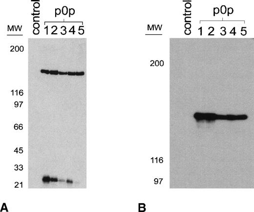 Fig. 1. p0p mAbs are directed against mouse GPIb-IX. / (A) Immunoprecipitation from surface-biotinylated resting platelets by p0p 1-5. NP-40 lysates were incubated with nonimmune rat IgG1 (control) or p0p 1-5, followed by protein G-Sepharose. Proteins were separated by 9% to 15% gradient SDS-PAGE under reducing conditions, transferred to a PVDF membrane, and detected by streptavidin-HRP and ECL. (B) Unlabeled platelet proteins were immunoprecipitated with nonimmune rat IgG1 (control) or p0p 1-5, followed by SDS-PAGE and immunoblotting with FITC-labeled p0p 5. Bound p0p 5 was detected by HRP-labeled rabbit anti-FITC.