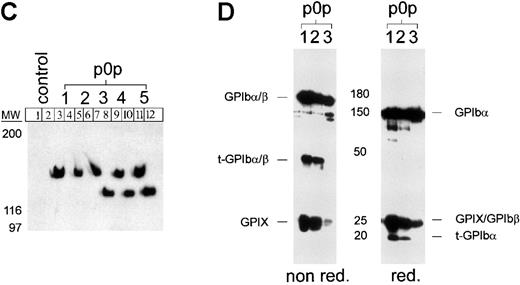 Fig. 2. Effect of -thrombin and PMA on p0p 1-5 binding to mouse platelets. / Platelets were first incubated with 0.2 U/mL α-thrombin or 50 ng/mL PMA for 10 minutes at RT and subsequently stained with FITC-labeled mAbs for 15 minutes at RT (A) or vice versa (B). Samples were analyzed on a FACScan. The results shown are representative of 6 individual experiments. (C) Immunoprecipitation with p0p 1-5 and control IgG1 from NP-40 lysates of surface-biotinylated resting platelets (lanes 1, 3, 5, 7, 9, 11) or supernatant of PMA-activated surface-biotinylated platelets (lanes 2, 4, 6, 8, 10, 12; 10 minutes, at 15 000g). Proteins were separated by 9% to 15% SDS-PAGE under reducing conditions, transferred to a PVDF-membrane, and detected by streptavidin-HRP/ECL. (D) Detection of GPIbβ and the membrane-anchored truncated 20-kd remainder of GPIbα (t-GPIbα). Surface-biotinylated platelets were stimulated with PMA (50 ng/mL) for 10 minutes at RT, washed twice, and lysed with NP-40. Immunoprecipitates of p0p 1, p0p 2, and p0p 3 (control) were separated under reducing and nonreducing conditions and blotted onto a PVDF-membrane, and biotinylated proteins were detected by streptavidin-HRP/ECL.