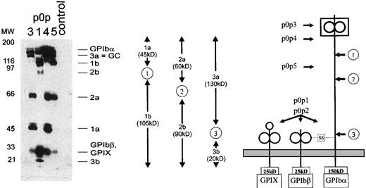 Fig. 4. Immunoprecipitation of 6 different proteolytic fragments of GPIb. / Surface-biotinylated mouse platelets were incubated for 6 hours at RT and lysed directly. Immunoprecipitation was performed with p0p 1,3,4,5 and control IgG1. Proteins were separated by 9% to 15% SDS-PAGE under reducing conditions and were detected by streptavidin-HRP/ECL. (right) Schematic drawing of the murine GPIb-IX complex. (arrows ) Proposed cleavage sites (1, 2, 3). (left, arrows) Assumed binding sites of p0p 1-5. (middle) Schematic drawing of fragment pairs shown on the blot.