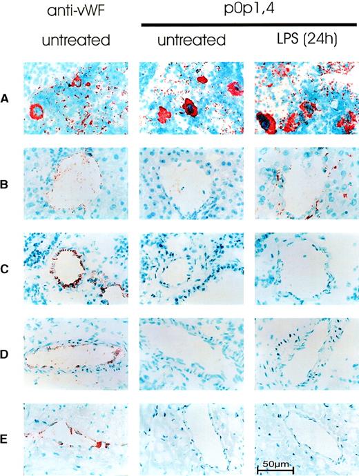 Fig. 7. Immunohistochemical detection of GPIb-IX. / Acetone-fixed frozen sections from normal (untreated) mice and mice 24 hours after injection of 20 mg/kg LPS were stained for GPIb-IX with p0p 1,4. As a positive control for platelet/megakaryocytic and endothelial expression, sections from normal mice were stained for vWF (left). Representative sections of (A) spleen, (B) liver, (C) lung, (D) kidney, and (E) heart are shown.