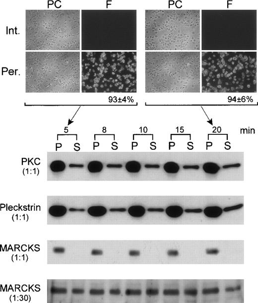 Fig. 2. Leakage of proteins from digitonin-permeabilized platelets. / Platelets were incubated with 15 μM of digitonin in K+-glutamate buffer for different periods of times. Platelets were then recovered by centrifugation, and pellets (P) were resuspended in K+-glutamate buffer to the same volumes of the corresponding supernatants (S; incubation media). Equal aliquots (1:1) of P and S were run on SDS-PAGE, followed by immunoblotting with antibodies against PKC, pleckstrin, and MARCKS. Under these conditions, MARCKS was not detected in the medium (S). Therefore, S was concentrated 30 times; aliquots were run again and tested for the presence of MARCKS (1:30). In this case, a strong band was observed, and this is shown at the bottom of the figure. The degree of platelet permeabilization in this experiment was determined by incubating fixed platelets for 15 minutes with rhodamine-phalloidin. Results obtained for intact (Int.) and permeabilized (Per.) platelets after 5 and 20 minutes of digitonin treatment are shown at the top of the figure. Phase contrast (PC) and fluoresence (F) fields of the preparations are shown at left and right, respectively.