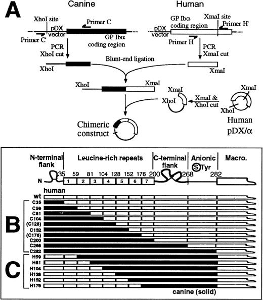 Fig. 2. Canine–human chimeras of GP Ib. / (A) Protocol for generating canine–human GP Ibα chimeras from wild-type canine GP Ibα cDNA (solid box) and human GP Ibα cDNA (open box) by a blunt-end ligation method (see “Materials and Methods” for details). (B) Canine–human chimeras of the GP Ibα N-terminal 282 residues. Residue numbers at domain boundaries correspond to the human GP Ibα sequence.21 Chimeras corresponding to boundaries between leucine-rich repeats 4/5 (C128) and 6/7 (C176) were not included in the study. (C) Human–canine chimeras of GP Ibα corresponding to boundaries between leucine-rich repeats.