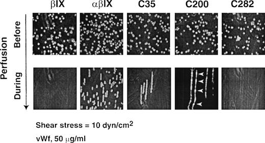 Fig. 5. Binding of chimera-expressing CHO cells to vWf under flow. / Representative results for binding of CHO βIX cells and CHO βIX cells expressing wild-type GP Ibα (αβIX) or the canine–human chimeras C35, C200, and C282. Upper panels show the cells in PBS buffer (5 × 106/mL) in the flow chamber before the application of flow. Lower panels show overlayed sequential images snapped at 30 frames/s during a 4-minute period of perfusion in the direction of the arrow at 10 dynes/cm2 over a glass surface coated with 50 μg/mL vWf. Results are representative of 3 to 5 experimental runs performed using different populations of cells. Arrowheads show points of adhesion for translocating cells expressing chimera C200.