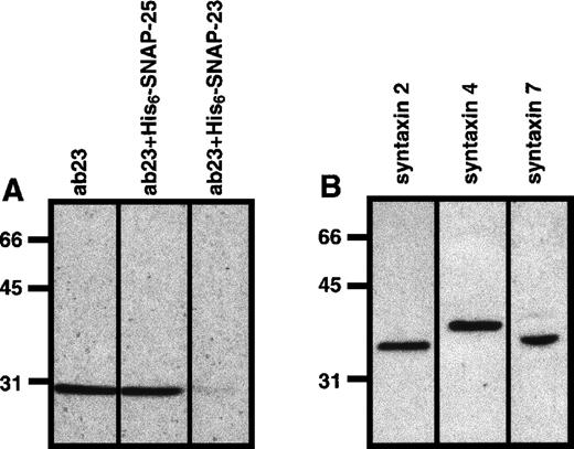 Fig. 1. t-SNAREs in the platelet. / Sodium dodecyl sulfate–polyacrylamide gel electrophoresis (SDS-PAGE) and Western blotting analyses were used to demonstrate the presence of SNAP-23 (A) and syntaxins 2, 4, and 7 (B) in platelets. One hundred micrograms of whole platelet lysate was separated by SDS-PAGE and then transferred to nitrocellulose. The resulting blots were probed with anti–syntaxin 2 (syntaxin 2), anti–syntaxin 4 (syntaxin 4), and anti–syntaxin 7 (syntaxin 7), and the immunodecorated proteins were detected by ECL. For A, the anti–SNAP-23 antibody was preincubated with 500 μg of either recombinant SNAP-23 or SNAP-25, as indicated.