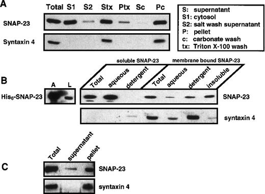Fig. 2. Distribution of SNAP-23 in platelets. / (A) Platelets were disrupted by freeze-thaw cycles and fractionated into a soluble fraction (S1) and pellet by ultracentrifugation. The pellet was incubated with 1 mol/L KCl on ice for 30 minutes. The supernatant (S2) was collected, and the resulting pellet was either solubilized with 1% Triton X-100 in PBS or washed again with 200 mmol/L Na2CO3 for 30 minutes. The supernatants (Triton-soluble, Stx; and carbonate-released, Sc) were collected and the pellets (Ptx and Pc) were resuspended in SDS-loading buffer. All of the above fractions were subjected to western blotting using ab23 and anti–syntaxin 4 antibody. Based on comparison with the starting material, approximately 38.2%, 16.5%, 33.5%, 31.1%, 14.2%, and 8.5% of the total platelet protein was in S1, S2, Sc, Stx, Ptx, and Pc, respectively. (B) The initial soluble and membrane fractions from A were incubated with 1% Triton X-114 for 30 minutes on ice. The aqueous and detergent phases were separated by warming the samples to 37°C, followed by centrifugation. The aqueous and detergent phases of both the soluble fraction and membrane pellet as well as the Triton X-114–insoluble pellet were analyzed by western blotting using ab23 and anti–syntaxin 4 antibody. His6–SNAP-23 was also subjected to Triton X-114 partitioning, and the aqueous and detergent phases were analyzed by western blotting using ab23. (C) Soluble SNAP-23 is released from platelets after the treatment with 0.8 U/mL SLO. Platelets (108) were treated with 0.8 U/mL SLO for 10 minutes and then pelleted by centrifugation. The supernatant (S) and the pellet (P) were subjected to western blotting with ab23 and anti–syntaxin 4.