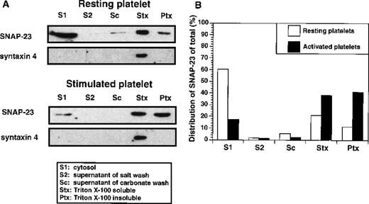 Fig. 3. Distribution of SNAP-23 in resting and activated platelets. / (A) Platelets were resuspended in Ca++-free Tyrode's buffer or Tyrode's (1 mmol/L Ca++) buffer containing 1 U/mL thrombin for 5 minutes. The resting and activated platelets were disrupted by freeze-thaw and fractionated by centrifugation. The supernatant (S1) was collected, and the pellets were washed sequentially with 1 mol/L KCl, 200 mmol/L Na2CO3, and 1% Triton X-100, as in Figure 2(S2, Sc, and Stx). The supernatants and Triton X-100–insoluble pellet (Ptx) were analyzed by Western blotting using ab23 and anti–syntaxin 4 antibody. (B) The Western blotting image was scanned and digitized by using NIH 1.6 program (available at rsb.info.nih.gov/nih.image). The pixel number of each band was normalized as a percentage of total pixel number in all lanes of the treatment group.