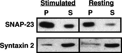 Fig. 8. SNAP-23 and syntaxin 2 can form a complex. / Fifty micrograms of Triton X-100–solubilized platelet extracts from resting and thrombin-activated (1 U/mL for 5 minutes) platelets was subjected to immunoprecipitation (IP) with ab23 coupled to protein G beads. The precipitated material (P) and the unbound supernatant material (S) were analyzed by Western blotting with ab23 and anti–syntaxin 2 antibody. The immunodecorated proteins were detected by ECL as described earlier. Hexosaminidase release was measured to confirm the activation of platelets.