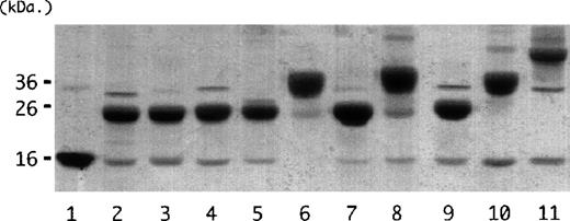 Fig. 1. SDS-PAGE under nonreducing conditions. / Samples of each purified variant (2 μg) were separated on 15% gels. Samples are ordered as listed in Table 2. The position of molecular weight standards is displayed on the left.