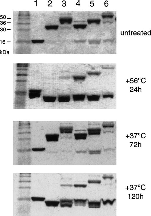 Fig. 2. Thermostability of NH2-terminal PEGylated variants. / SakSTAR variants were heated for the indicated times and temperatures, and 2 μg protein were separated in a 15% SDS-PAGE gel under nonreducing conditions: (1) SakSTAR, (2) SakSTAR (S3C-SP5), (3) SakSTAR (2SC-SP5, S3C-SP5), (4) SakSTAR (S3C-MP5), (5) SakSTAR (S3C-MP10), and (6) SakSTAR (S3C-MP20).