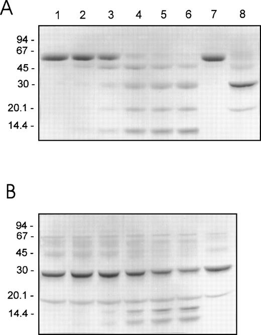 Fig. 2. Reducing SDS-PAGE of human F.IX and F.IXa after proteolysis by plasmin. / Purified human F.IX or F.IXa (4 μM of each) was incubated with plasmin (50 nM) as described in the legend to Figure 1. Aliquots (containing approximately 4 μg of F.IX protein) of F.IX (A) or F.IXa (B) were withdrawn into reducing SDS-PAGE sample buffer after 0, 0.5, 2, 10, 20, and 30 minutes of incubation with plasmin at 37°C (lanes 1-6, respectively). F.IX and F.IXa (A, lanes 7 and 8, respectively) or F.IXa (B, lane 7) incubated as described above for 30 minutes at 37°C but in the absence of added plasmin are also shown. The migration positions of the molecular weight standards (in kd) are shown at the left of each panel.