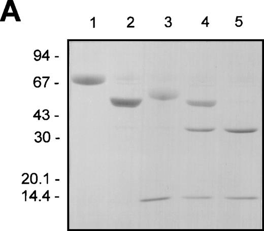 Fig. 3. The effect of plasmin or F.XIa on F.IX complexation with AT in the presence of heparin and aPTT coagulant activity. / The different F.IX derivatives were produced as described in “Materials and Methods.” Aliquots of the samples (containing approximately 3 μg of F.IX protein) were prepared for nonreducing SDS-PAGE without and with incubation with AT (5 μM) and heparin (2 mg/mL) for 30 minutes at 37°C (A and B, respectively). The different F.IX samples were also diluted in HBS/BSA and assayed for their F.IX aPTT coagulant activity (C). A and B illustrate the nonreducing SDS-PAGE analysis of the different F.IX samples without and with incubation with AT and heparin, respectively: F.IX (lane 1), F.IXa (lane 2), plasmin-treated F.IX (lane 3), plasmin-treated F.IXa (lane 4), F.IX treated with plasmin then F.XIa (lane 5). B also shows AT and heparin alone (lane 6). The migration positions of the molecular weight standards (in kd) are shown to the left of A and B. C illustrates the log F.IX aPTT clot time (in seconds) versus the log F.IX derivative concentration (in pmol/L): HBS/BSA buffer control (closed circles); F.IX (open circles); plasmin-treated F.IX (open downward triangles); F.IX treated with plasmin then F.XIa (open squares); F.IXa (closed downward triangles); plasmin-treated F.IXa (closed squares).