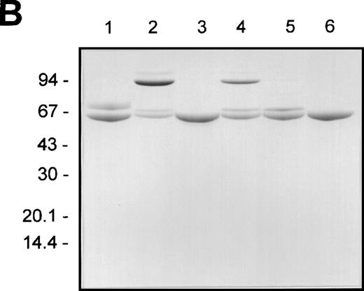 Fig. 3. The effect of plasmin or F.XIa on F.IX complexation with AT in the presence of heparin and aPTT coagulant activity. / The different F.IX derivatives were produced as described in “Materials and Methods.” Aliquots of the samples (containing approximately 3 μg of F.IX protein) were prepared for nonreducing SDS-PAGE without and with incubation with AT (5 μM) and heparin (2 mg/mL) for 30 minutes at 37°C (A and B, respectively). The different F.IX samples were also diluted in HBS/BSA and assayed for their F.IX aPTT coagulant activity (C). A and B illustrate the nonreducing SDS-PAGE analysis of the different F.IX samples without and with incubation with AT and heparin, respectively: F.IX (lane 1), F.IXa (lane 2), plasmin-treated F.IX (lane 3), plasmin-treated F.IXa (lane 4), F.IX treated with plasmin then F.XIa (lane 5). B also shows AT and heparin alone (lane 6). The migration positions of the molecular weight standards (in kd) are shown to the left of A and B. C illustrates the log F.IX aPTT clot time (in seconds) versus the log F.IX derivative concentration (in pmol/L): HBS/BSA buffer control (closed circles); F.IX (open circles); plasmin-treated F.IX (open downward triangles); F.IX treated with plasmin then F.XIa (open squares); F.IXa (closed downward triangles); plasmin-treated F.IXa (closed squares).