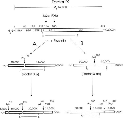 Fig. 5. Schematic diagram of plasmin cleavage and inactivation of human F.IX. / Human F.IX is composed of a light chain (residues 1-145), an activation peptide (residues 146-180), and a heavy chain (residues 181-415). The light chain comprises a domain containing 10-12 γ-carboxyglutamic acid (GLA) residues, 2 human epidermal growth factor (EGF)-like domains, and a linker (L) region.25 The activation peptide (AP) is cleaved and removed upon F.IX activation by F.VIIa/tissue factor or F.XIa. The heavy chain contains the catalytic domain (CD), which is made up of the active site formed by the triad of residues: Asp270, His221, and Ser365. The results of the NH2-terminal sequencing indicate that plasmin inactivates the coagulant activity of F.IX after hydrolysis at Lys43, Arg145, Arg180, Lys316, and Arg318. The results of reducing and nonreducing SDS-PAGE, NH2-terminal sequencing, and F.IX aPTT coagulant activity assays are collectively consistent only with plasmin hydrolysis following 2 pathways, which are indicated (A and B), as are the cleavage sites and the apparent molecular masses of the cleavage products. By this scheme, no single molecule is cleaved at both Arg145 and Arg180 and nowhere else. Thus, although plasmin can catalyze the activation cleavages individually, plasmin does not generate F.IXa.