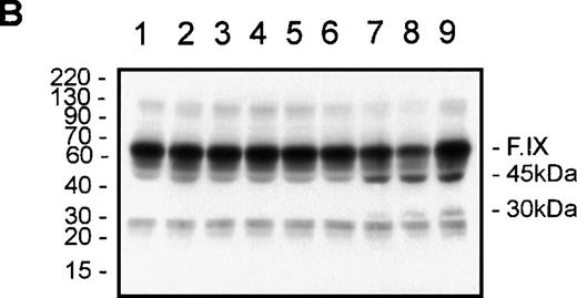 Fig. 6. tPA-induced clot lysis and F.IX immunoblotting. / Fibrin clot lysis was monitored by measurement of the absorbance at 405 nm every 2 minutes at 37°C (A). At the end of the 74-minute time course, the reactions were either solubilized directly in reducing SDS-PAGE buffer for F.IX immunoblotting, or an aliquot was diluted in HBS/BSA for F.IX clotting assays prior to solubilization and reducing SDS-PAGE/F.IX immunoblotting (B). NHP (90 μL) was combined with either (final concentrations) thrombin (6 nM) and CaCl2 (2 mM) (closed squares in A; or lane 1 in B), or tPA (10 nM, closed circles in A; or lane 2 in B), or thrombin/CaCl2 and 0.2 nM of tPA (closed downward triangles in A; or lane 3 in B), or 0.5 nM of tPA (closed upward triangles in A; or lane 4 in B), or 1 nM of tPA (open squares in A; or lane 5 in B), or 2 nM of tPA (open circles in A; or lane 6 in B), or 5 nM of tPA (open downward triangles in A; or lane 7 in B), or 10 nM of tPA (open upward triangles in A; or lane 8 in B). Purified F.IX (4 μM) was digested with plasmin (50 nM) for 2 minutes at 37°C and added to NHP at 0.18 μM prior to solubilization and F.IX immunoblotting (B, lane 9). The positions of prestained molecular weight standards (in kd) are shown to the left of B. The migration positions of F.IX and the 45- and 30-kd immunoreactive species are shown to the right of B.