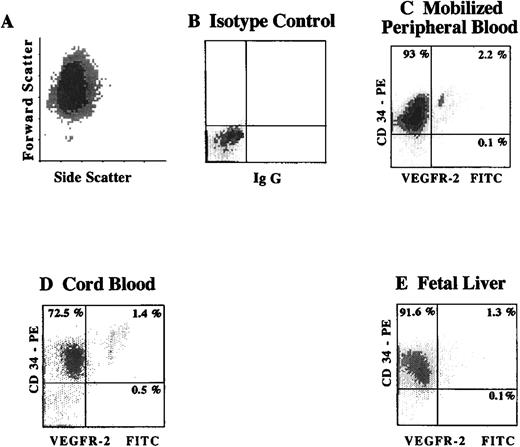 Fig. 1. Expression of VEGFR-2 on CD34+ cells from different hematopoietic sources identifies a small subpopulation of circulating endothelial cells. / Viable CD34+ cells, as shown by the typical fluorscence in forward and side scatter (A), were isolated from cytokine-mobilized PB (C), CB (D), and FL (E). Subsequently, the number of CD34+VEGFR-2+ cells was analyzed by 2-color flow cytometry using a combination of FITC-labeled MoAbs to the extracellular domain of VEGFR-2 (clones 4.13 and 6.64) and PE-labeled MoAb directed to CD34. X-axis represents log fluorescence intensity. Percentage of positive cells was compared to isotype control (B).