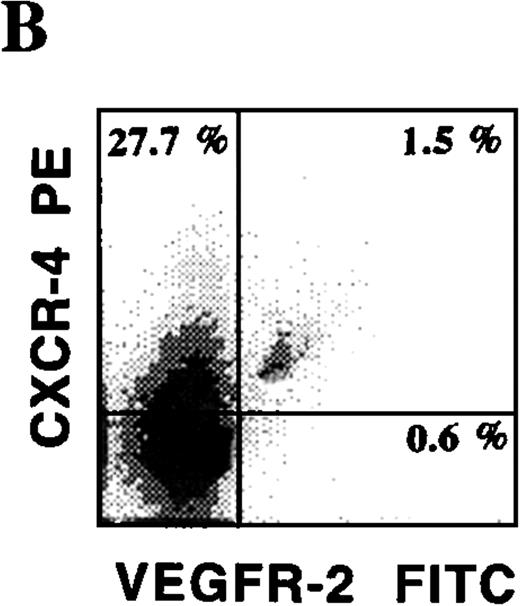 Fig. 3. Phenotypic characterization of circulating endothelial cells and CEPs. / Circulating VEGFR-2− endothelial cells express common hematopoietic and endothelial markers, such as C-kit (A), CD13, and PECAM as well as endothelial-specific markers, including E-selectin and VE-cadherin (C). The chemokine receptor for SDF-1, CXCR-4, is expressed on almost all of the CD34+VEGFR-2+ cells (B). VEGFR-2+ cells do not express myelomonocytic specific markers, including CD15 and CD14.