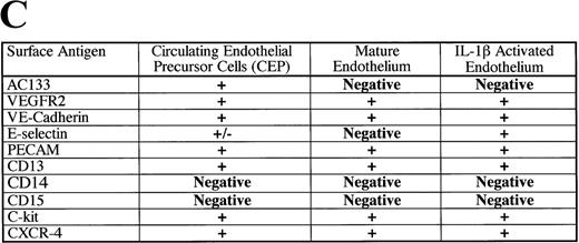 Fig. 3. Phenotypic characterization of circulating endothelial cells and CEPs. / Circulating VEGFR-2− endothelial cells express common hematopoietic and endothelial markers, such as C-kit (A), CD13, and PECAM as well as endothelial-specific markers, including E-selectin and VE-cadherin (C). The chemokine receptor for SDF-1, CXCR-4, is expressed on almost all of the CD34+VEGFR-2+ cells (B). VEGFR-2+ cells do not express myelomonocytic specific markers, including CD15 and CD14.
