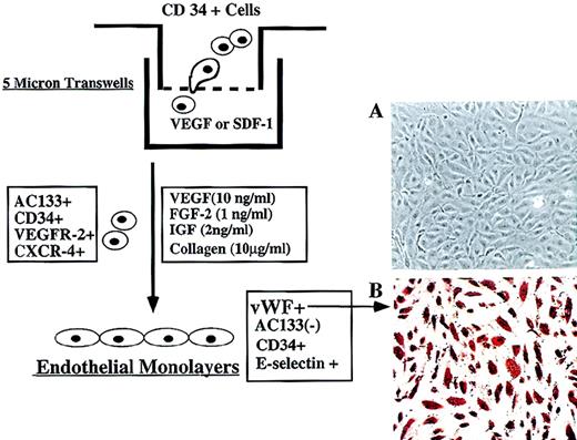 Fig. 4. Migration and differentiation of CEPs. / (A) Freshly isolated CD34+ cells at 105 per well containing 2 × 103CD34+VEGFR-2+ cells were placed in the upper chamber of 5-μ Costar transwell plates. Immediately, SDF-1 (200 ng/mL) or VEGF (100 ng/mL) was added in the lower chamber and, after 3 hours, migrated cells were quantified for the presence of CD34+VEGFR-2+ endothelial colonies. As a control, serum and cytokine-free media were used in the lower chamber in a separate experiment. (B) Incubation of migrated CD34+ cells with VEGF and FGF-2 on collagen-coated plastic dishes for 2 weeks resulted in differentiation of CD34+VEGFR-2+ cells into adherent endothelial cell monolayers. Adherent endothelial colonies expressed endothelial-specific markers E-selectin, VE-cadherin, and vWF but did not express AC133 (magnification 200x). E-selectin expression was induced by IL-1β stimulation.