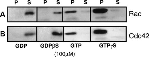 Fig. 1. Demonstration of the specificity of the GST-PAK1-glutathione-Sepharose 4B-beads for the GTP forms of rac and cdc42. / (A) Anti-rac immunoblot showing the effect of 100 μmol/L GDP, GTP, GDPβS, or GTPγS on the amount of rac collected from a 100 000gsupernatant (high-speed supernatant) of detergent-lysed human platelets. (B) Anti-cdc42 immunoblot showing the amount of cdc42 trapped after loading high-speed supernatant with 100 μmol/L GDP, GTP, GDPβS, or GTPγS. Rac or cdc42 remaining in the supernatant (S) was separated from that which bound to beads by centrifugation at 10 000g for 2 minutes. The bead pellets (P) were washed with excess volume of TBS-Tween 20 buffer (pH 7.4) and denatured with SDS-sample buffer, bound protein displayed by 12% PAGE, and then were transferred to PVDF membrane for immunoblotting.
