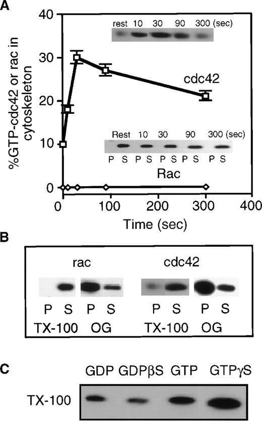 Fig. 2. Distribution of rac and cdc42 in platelets after activation with 25 μm TRAP. / Distribution of rac and cdc42 in platelets at rest and after activation with 25 μmol/L TRAP. Platelets were permeabilized with buffer containing Triton X-100. (A) Quantitation of the amount of rac or cdc42 that co-sediments with the actin-based cytoskeleton relative to the total. (top inset) Representative immunoblot showing the incorporation of cdc42 into the detergent insoluble cytoskeleton (100 000gpellet). (bottom inset) Immunoblot for rac in the high-speed supernatant (S) or pellet (P) from detergent lysates. (B) Distribution of rac and cdc42 in cytoskeletal pellet (P) or supernatant (S) from platelets permeabilized with buffers containing 0.1% Triton X-100 (TX-100) or 0.5% octyl-glucoside (OG). The bulk of rac and cdc42 are associated with the OG-insoluble material. (C) Effect of 100 μmol/L GDP, GTP, GDPβS, or GTPγS on the movement of cdc42 into actin cytoskeleton of platelets permeabilized with 0.1% TX-100.