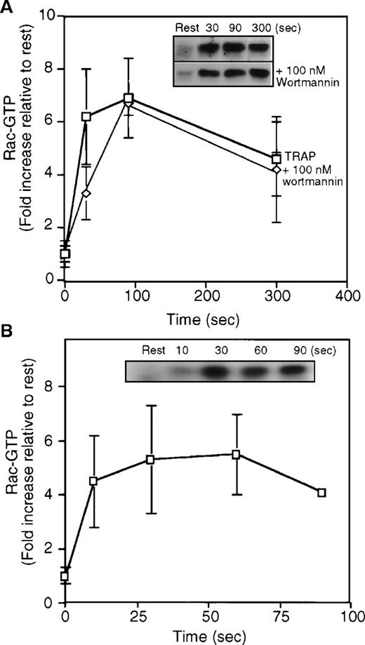 Fig. 3. Quantitation of GTP-rac from high-speed supernatant prepared from resting platelets or platelets stimulated with 25 μmol/L TRAP in the presence or absence of PI-3-kinase inhibitor wortmannin or 1 U/mL thrombin. / (A) Graph quantifying the increase in GTP-rac contained in the soluble fraction of lysates prepared from resting (rest) or TRAP-activated cells. The graph is an average of a minimum of 4 experiments (mean ± SD). Resting cells contained from 2% to 10% of the total rac. Activation increases the amount of GTP-rac by 6-fold to 30% to 40% of the total rac protein in the high-speed supernatant. GTP-rac formation after PAR-1 ligation is not affected by wortmannin. (inset) Representative anti-rac immunoblots of rac collected from high-speed supernatant of resting or TRAP activated platelets. GTP-bound rac was collected with the GBD-binding domain of PAK1 bound to Sepharose beads and is visualized in immunoblots (top) with an anti-rac mouse monoclonal antibody and a HRP-goat antimouse antibody. Platelets were incubated with 100 nmol/L wortmannin for 15 minutes before stimulation with TRAP (bottom). The amount GTP-rac collected and the kinetics of GTP-charging in the presence of 100 nmol/L wortmannin are similar to that in high-speed supernatant from cells activated without inhibitors. (B) Quantitation of the content of GTP-rac in high-speed supernatant from resting platelets and platelets activated using 1U/mL thrombin. (inset) In a representative experiment, the relative amount of GTP-rac collected using the PAK1-bead complexes.