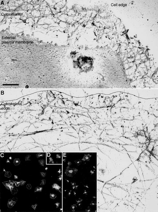 Fig. 5. Localization of rac in resting and activated platelets. / Immunogold localization of rac at the edge of cytoskeletal preparations from activated platelets. Rac was localized using a combination of mouse anti-rac IgG and 8 nm gold particles coated with goat antimouse IgG. Bar, 100 nm. (A) Representative cortical region from a mechanically unroofed platelet showing anti-rac gold, which locates near the margin of the cell in small clusters. Gold clusters are also found near the ends of actin filaments, where they appear to intersect residual plasma membrane. The apical plasma membrane is labeled. The line delineates the edge of the cytoskeleton. (B) Representative Triton X-100 detergent cytoskeleton showing the localization of rac. Anti-rac gold is localized along the edge of the actin cytoskeleton. (C) Distribution of rac in resting (D) and activated platelets (C,E) determined by immunofluorescence microscopy. Rac is visualized with mouse anti-rac IgG and TRITC-labeled donkey antimouse IgG. In resting platelets, rac is uniformly distributed. After activation, rac concentrates near the cell margins and in densities near the cell center. The movement of rac to the cell cortex is not affected by treatment of the platelets with wortmannin (E).