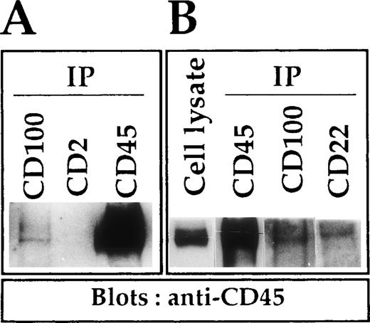Fig. 3. Co-immunoprecipitation of CD45 with CD100 in Eskol cells. / Cells lysates were immunoprecipitated with different mAbs: BD16 (anti-CD100), an anti-CD2 (O275) as a negative control, and an anti-CD22 (a molecule known to associate with CD45) and an anti-CD45 (O509) as positive controls. Immunoprecipitates (IP) and cell lysate were subjected to SDS-PAGE, and proteins were transferred on PDVF membrane and blotted with a mixture of anti-CD45 mAbs (O509 and BJ45). Immunoblotted proteins were revealed with goat anti-mouse horseradish peroxidase complex and a system of enhanced chemoluminescence. For detailed experimental procedures, see “Materials and Methods.” We show 2 distinct Western blots: (A) Western blot exposed for 1 minute. (B) Western blot in which cell lysate and CD45 IP were exposed for 5 seconds while CD100 and CD22 IP were exposed for 30 seconds.