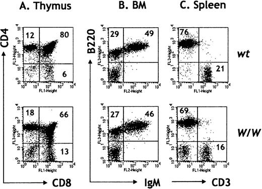 Fig. 1. T- and B-cell development in W/W chimeras. / Thymocytes and BM cells were depleted of red cells and stained with the indicated antibodies. Percentages are indicated within the dot plots. (A) Thymocyte numbers in W/W chimeras are much reduced, although thymopoiesis appears rather normal in the absence of c-kit. (B) BM pre-B (B220+ IgM−) and B cells (B220+ IgM+) are represented in normal percentages in W/Wchimeras. FACS profiles are representative of 4 independent experiments. (C) Reconstitution of splenic lymphoid populations with the presence of CD3+ T cells and B220+ B cells in W/W chimeras.