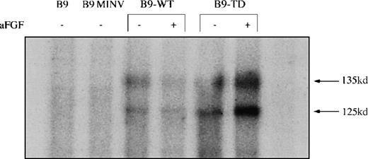 Fig. 2. Fibroblast growth factor receptor 3 (FGFR3) is functional in B9-WT and B9-TD Cells. / Parental B9, B9 MINV, B9-WT, and B9-TD cells were subjected to an in vitro kinase assay with the use of anti-FGFR3 to initially immunoprecipitate FGFR3. Presence or absence of the ligand acidic fibroblast growth factor is indicated. Autophosphorylation of FGFR3 is apparent in B9-WT and B9-TD cells, demonstrating functionality of the expressed protein.