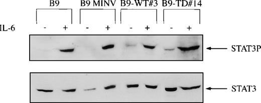 Fig. 5. STAT3 phosphorylation in fibroblast growth factor receptor 3 (FGFR3)-expressing cells. / FGFR3-expressing and control cell lines were depleted of cytokine and then stimulated with or without interleukin-6 for 10 minutes at 37°C. B9-WT clones selected for high expression of FGFR3 were used. Total cell lysates were resolved via SDS-PAGE, and the membrane was probed with a tyrosine phospho-specific STAT3 antibody (upper panel). The membrane was reprobed for loading equivalence with a peptide-specific antibody that recognized total STAT3 (lower panel).