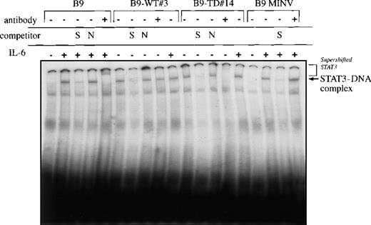 Fig. 6. STAT3 DNA binding is constitutively activated in B9-WT and B9-TD cells. / Nuclear extracts were prepared from B9, B9 MINV, B9-WT#3, and B9-TD#14 stimulated with and without interleukin-6 for 10 minutes at 37°C. Complexes were resolved on a 5% native polyacrylamide gel. The specificity of DNA binding was determined by the addition of unlabeled IRF-1 oligonucleotide (S) or a nonspecific oligonucleotide from the T14 promoter (N) and by incubation with a peptide-specific STAT3 antibody. (The absence of supershifting in B9-MINV and B9-WT cells is likely technical in nature.)