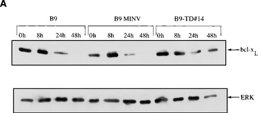 Fig. 7. Expression of bcl-XL protein is elevated in fibroblast growth factor receptor 3 (FGFR3)-overexpressing cells. / Total cell lysates were prepared at varying time points from FGFR3-expressing clones or from control cells grown in the absence of interleukin-6 (IL-6) over a 48-hour period. The lysates were resolved via SDS-PAGE, and the membrane was probed with an anti–bcl-xS/L antibody. Membranes were reprobed with ERK as a protein-loading control. (A) bcl-xL is overexpressed at baseline in cells expressing mutant FGFR3 (B9-TD#14) and remains high after IL-6 withdrawal (top panel). (B) bcl-xL is also overexpressed at baseline in cells expressing high levels of wild-type FGFR3 (B9-WT#3 and B9-WT#6) and remains high after IL-6 withdrawal (first and third panel). With the addition of fibroblast growth factor ligand, down-regulation of bcl-xL is noted.
