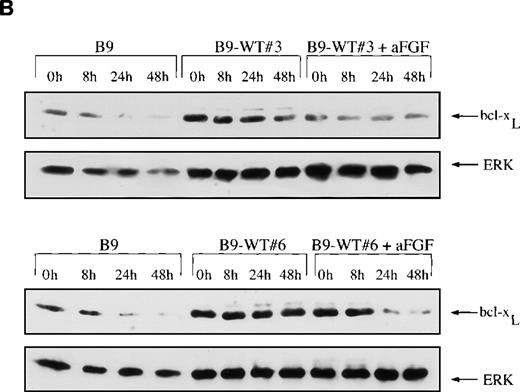 Fig. 7. Expression of bcl-XL protein is elevated in fibroblast growth factor receptor 3 (FGFR3)-overexpressing cells. / Total cell lysates were prepared at varying time points from FGFR3-expressing clones or from control cells grown in the absence of interleukin-6 (IL-6) over a 48-hour period. The lysates were resolved via SDS-PAGE, and the membrane was probed with an anti–bcl-xS/L antibody. Membranes were reprobed with ERK as a protein-loading control. (A) bcl-xL is overexpressed at baseline in cells expressing mutant FGFR3 (B9-TD#14) and remains high after IL-6 withdrawal (top panel). (B) bcl-xL is also overexpressed at baseline in cells expressing high levels of wild-type FGFR3 (B9-WT#3 and B9-WT#6) and remains high after IL-6 withdrawal (first and third panel). With the addition of fibroblast growth factor ligand, down-regulation of bcl-xL is noted.