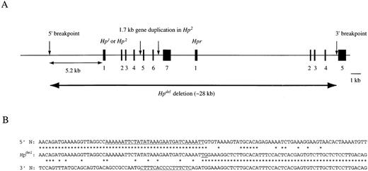 Fig. 3. Deletion breakpoint junction. / (A), The physical map of the breakpoints of Hpdel. The exons of Hp and Hpr are indicated by black boxes. The gene deletion in the Hpdel allele is indicated by a double-headed horizontal arrow. (B), The alignment of the junction region (Hpdel) with a region containing the 5′ breakpoint determined in this study (5′ N) and a region containing the 3′ breakpoint (3′ N) (DDBJ/EMBL/GenBank accession number M69197). Identical sequence is indicated by *. A polypyrimidine tract and an A-T rich sequence are underlined.
