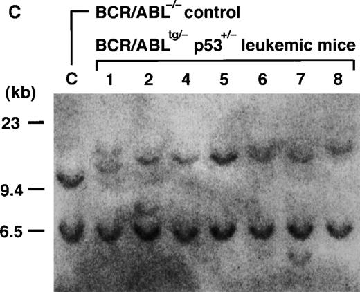 Fig. 3. Expression, kinase activity, and TCR rearrangements in p210bcr/abl in the leukemic tissues ofBCR/ABLtg/−p53+/− mice. / For the expression assessment (A), 50 μg of protein aliquots extracted from the enlarged thymus or pleural effusion of 9BCR/ABLtg/−p53+/−leukemic mice (no. 1-9 on Table 1) was separated by 6% sodium dodecyl sulfate-polyacrylamide gel electrophoresis (SDS-PAGE), transferred to a nitrocellulose membrane, and probed with the anti-Abl monoclonal antibody AB3 (1:500). To determine kinase activity (B), 1 mg of protein aliquot extracted from the same tissues shown in Figure 3A was incubated with AB3 (1:200) and the immunoprecipitated proteins were subjected to in vitro kinase assays. Phosphorylated proteins were separated by 6% SDS-PAGE, dried, and autoradiographed. For both the expression and kinase activity assessments, the thymus of a normalBCR/ABL−/− control mouse was the negative control, and the thymus of aBCR/ABLtg/− leukemic mouse21was the positive control. The arrow indicates the position of p210bcr/abl; the positions of the molecular markers are shown on the left. To describe TCR rearrangements (C), 5 μg of DNAs digested with EcoRI was separated by 0.7% agarose gel, blotted to a nylon membrane, and probed with a phosphorus 32-dCTP–labeled TCRγ probe. DNA extracted from normal thymus tissue was used as a control (denoted by C). Molecular markers are shown on the left.